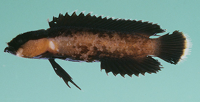 Acanthoplesiops echinatus