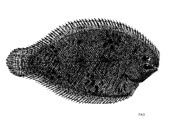 Achiroides melanorhynchus