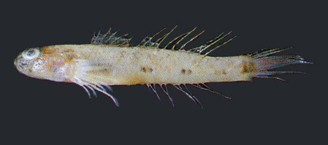 Acentrogobius pellidebilis