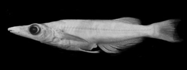 Adrianichthys roseni