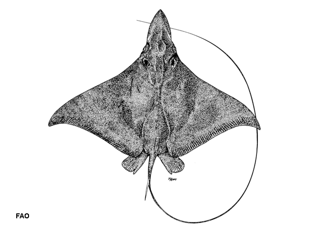 Aetobatus flagellum