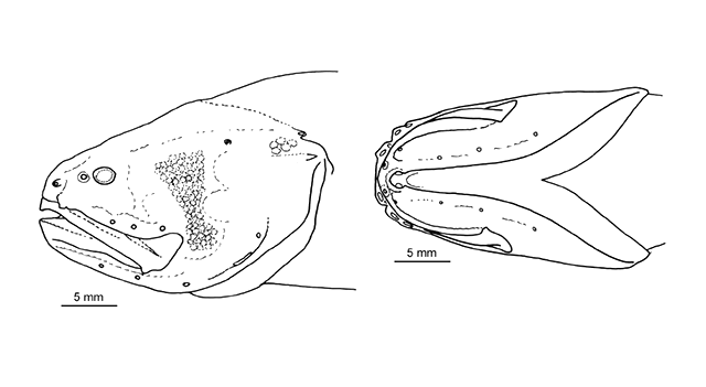 Alionematichthys crassiceps