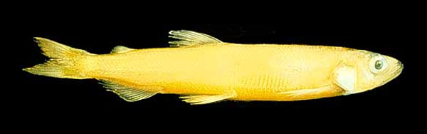 Allosmerus elongatus