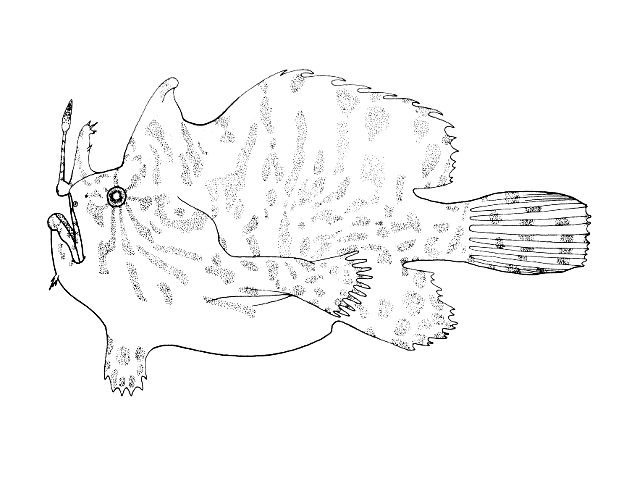 Antennarius striatus