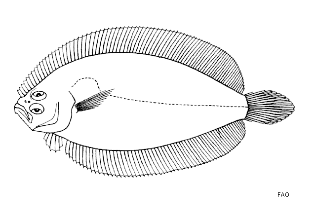 Arnoglossus aspilos