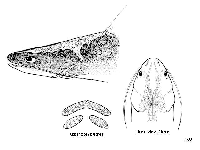 Nemapteryx bleekeri
