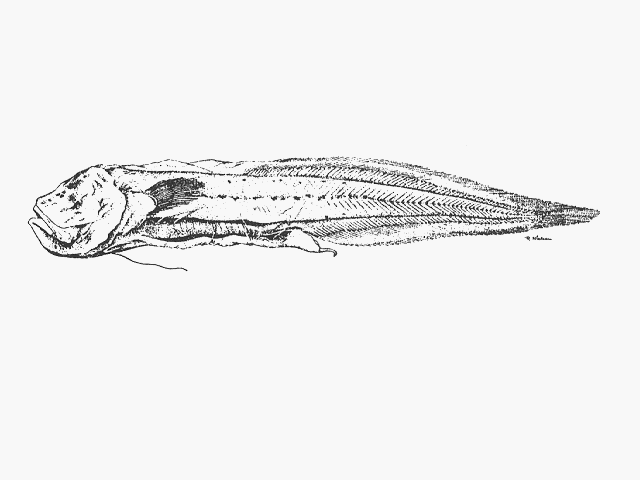 Barathronus maculatus
