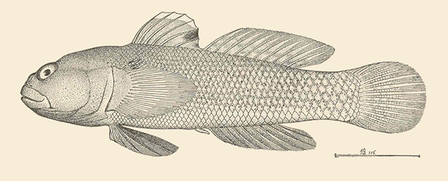 Bathygobius panayensis