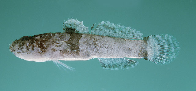 Callogobius bifasciatus
