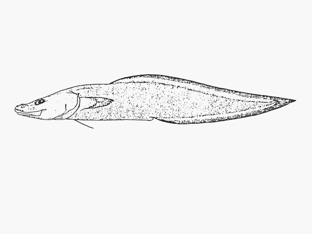 Cataetyx chthamalorhynchus