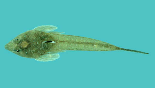 Callionymus curvicornis