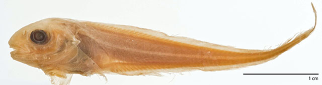 Careproctus homopterus