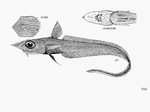 Coelorinchus innotabilis