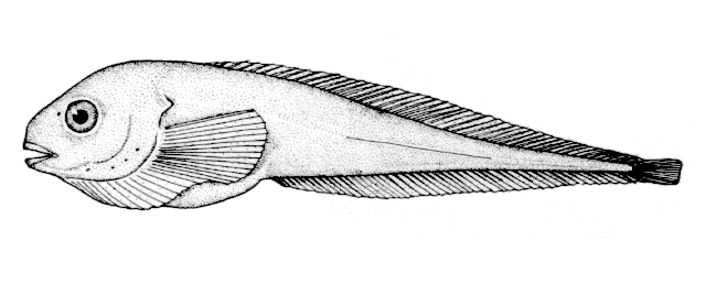 Careproctus ranula