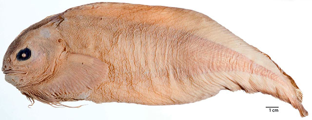 Careproctus trachysoma