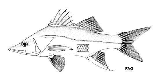 Centropomus ensiferus