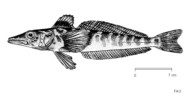 Champsocephalus gunnari