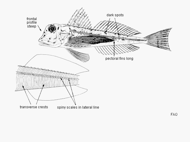 Chelidonichthys lastoviza