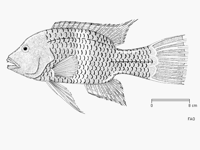 Cheilinus lunulatus