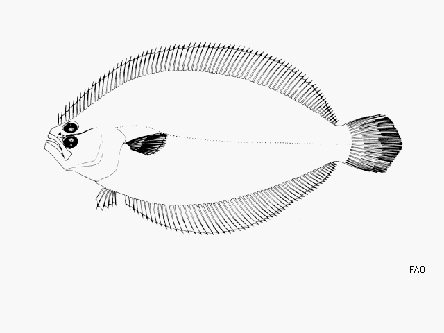 Citharichthys spilopterus