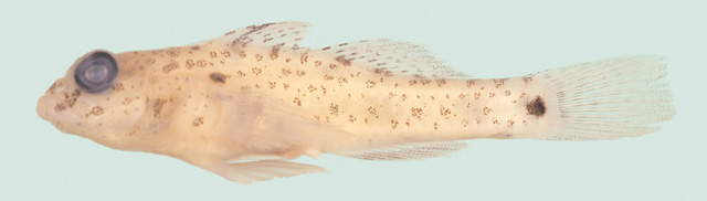 Fusigobius humeralis