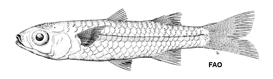 Craterocephalus munroi