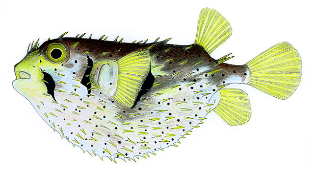Dicotylichthys punctulatus