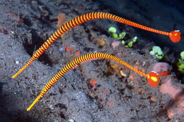 Dunckerocampus pessuliferus