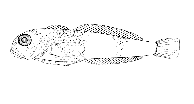Eleginops maclovinus