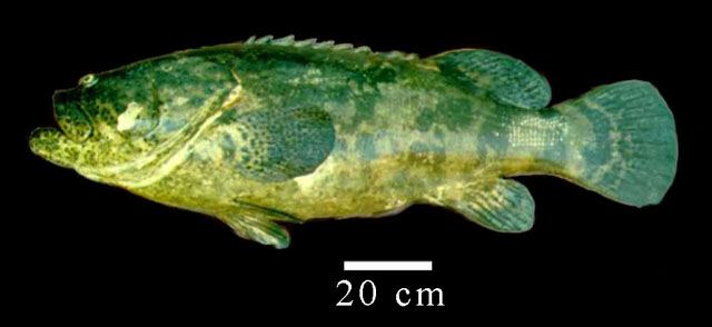 Epinephelus itajara