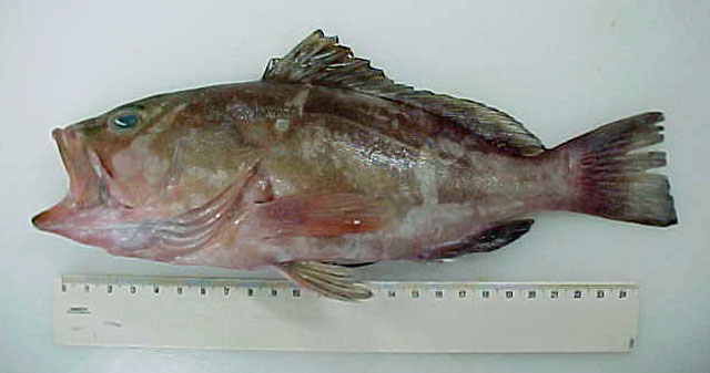 Epinephelus morio