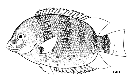 Etroplus suratensis