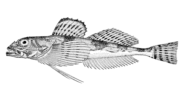 Gymnocanthus galeatus