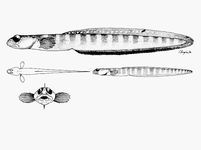 Gymnelus retrodorsalis