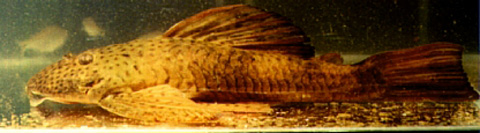 Hemiancistrus punctulatus