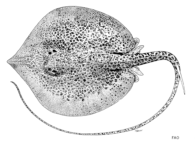 Fluvitrygon oxyrhynchus