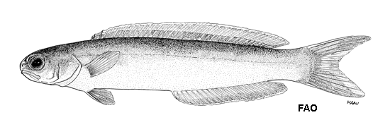 Hoplolatilus cuniculus