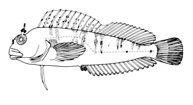 Hypleurochilus fissicornis