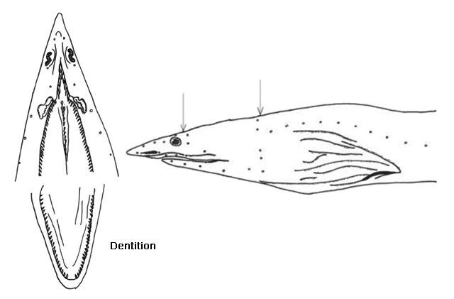 Ichthyapus insularis