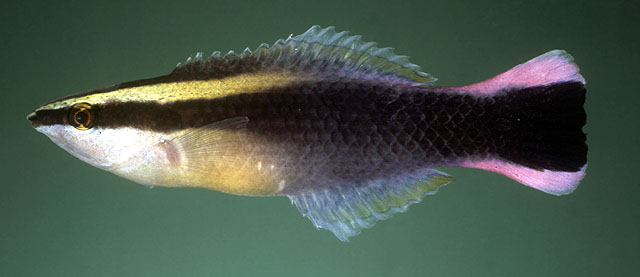 Labroides phthirophagus