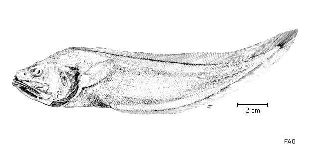 Leptobrotula breviventralis