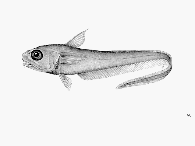 Lepidorhynchus denticulatus