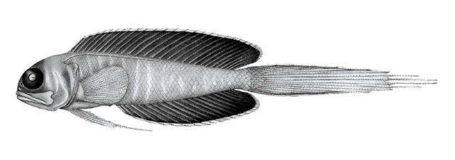 Lonchopisthus micrognathus