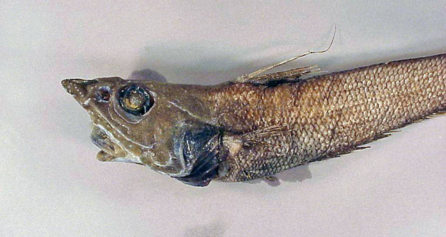 Mataeocephalus adustus