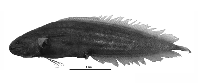 Majungaichthys agalegae