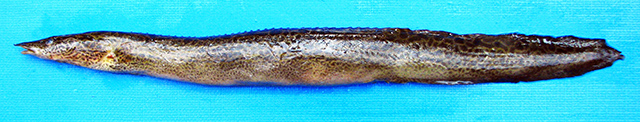 Mastacembelus pantherinus