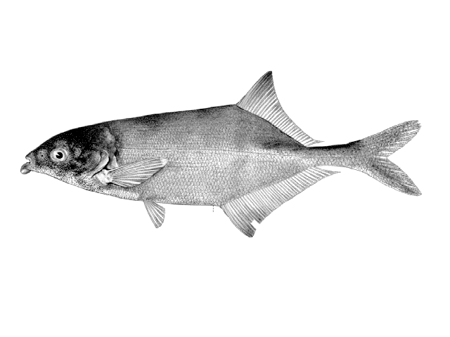 Marcusenius stanleyanus