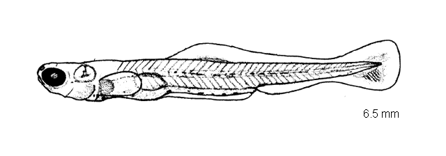 Macrhybopsis storeriana