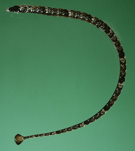 Micrognathus andersonii