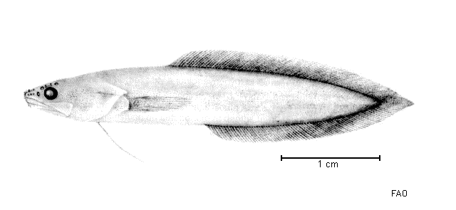 Microbrotula rubra